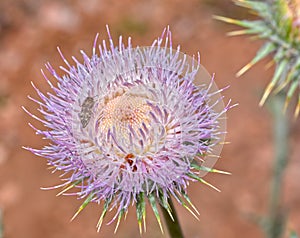 Wheeler\'s Thistle Flower native to Arizona