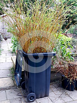 Wheelie bin with willow twigs