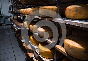 Wheels of cheese in a maturing storehouse dairy cellar on shelves