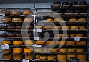 Wheels of cheese in a maturing storehouse dairy cellar on shelves