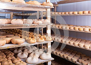 Wheels of sheep cheese on shelves in ripening room of cheese dairy