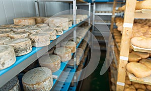 Wheels of sheep cheese on shelves in ripening room of cheese dairy