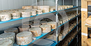 Wheels of sheep cheese on shelves in ripening room of cheese dairy