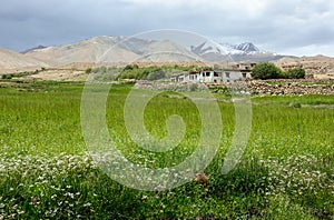 Wheet field at Aichi valley in Ladakh, India
