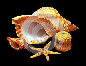 Whelk