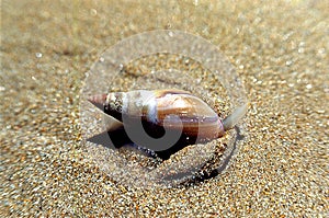 Whelk burrowing into shoreline sea sand