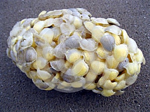 Whelk Egg Case