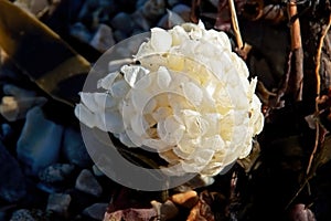 Whelk Egg Case photo
