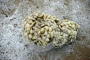 Whelk egg case