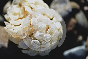 Whelk egg cases washed ashore after spring storms