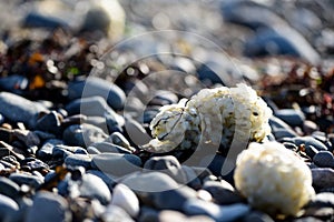 Whelk egg cases washed ashore after spring storms