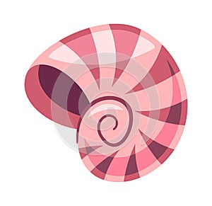 Whelk seashell exotic nautical shell