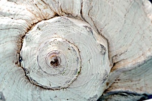 Whelk shell