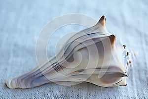 Whelk shell