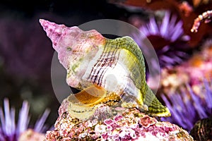 Whelk snail underwater