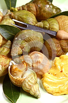 Whelks or sea snails, seafood