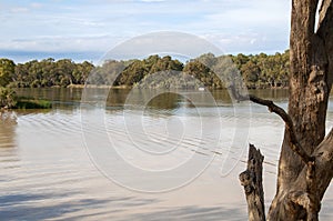 Where the muddy darling river meets the clear flowing murray river