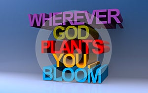 Wherever god plants you bloom on blue