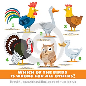 Which of the birds is wrong for all the others. Exercise for mind