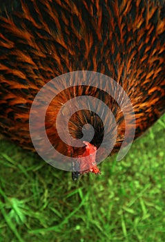 Which came first? The chicken or the egg?