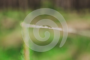 Which he wove a web of a spider in a forest