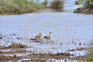 Whidtiling ducks munderi