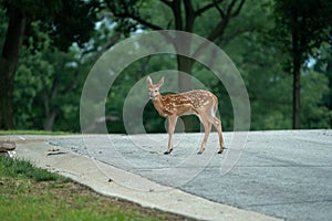 Whietailed deer fawn