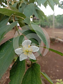 Whiite flower petals are blooming photo