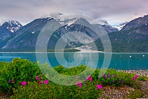 Whild flowers in Glacier Bay National Park, Alaska photo