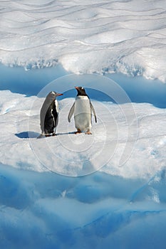 Two Gentoo Penguins on an ancient iceberg of blue ice, Antarctica photo