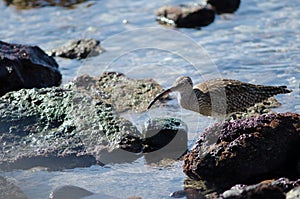 Whimbrel.