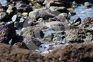 Whimbrel.