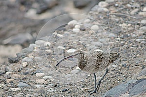 Whimbrel.