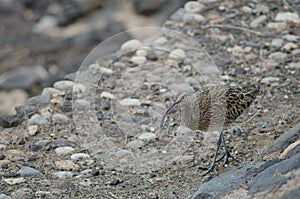 Whimbrel.