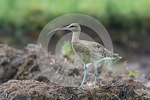 Whimbrel on a Bank