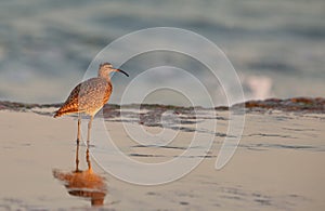 Whimbrel at beach