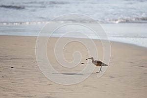 Whimbrel on the Beach