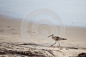 Whimbrel on the Beach