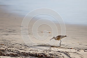 Whimbrel on the Beach