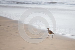 Whimbrel on the Beach