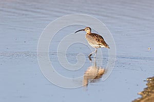 Whimbrel bird standing