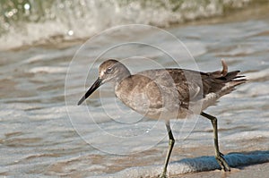 Whimbrel bird walking in surf of tropical beach