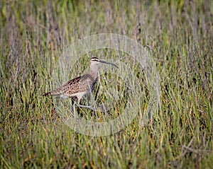 A whimbrel bird walks through the tall marsh grass in Carolina Beach State Park