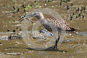 Whimbrel with crab