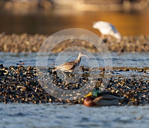 Whimbrel feeding at seaside beach