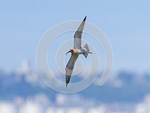 A Whimbrel in flight on a sunny day