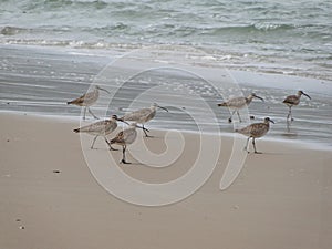 Whimbrel flock