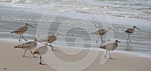 Whimbrel flock on sandy beach