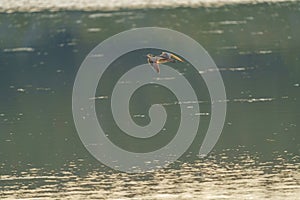 Whimbrel flying at seaside