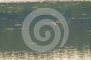 Whimbrel flying at seaside